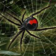 Halloween: Egypt Quest: Spinne